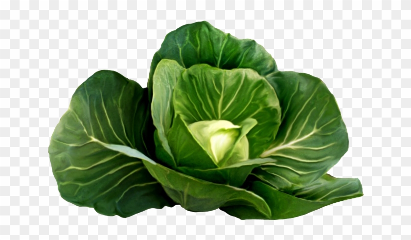 油彩画甘蓝类白菜 - Cabbage Clip Art #630336