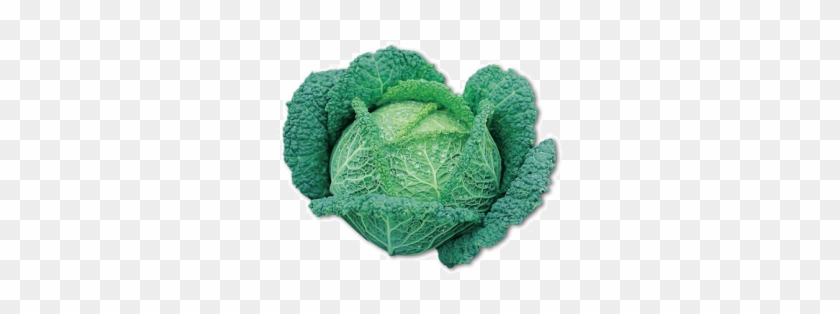 Cavolo-verza - Mr Fothergills Get Growing Ormskirk Savoy Cabbage Seeds #630417