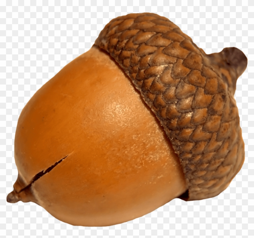 Free Png Acorn Png Images Transparent - Acorn Png #631308
