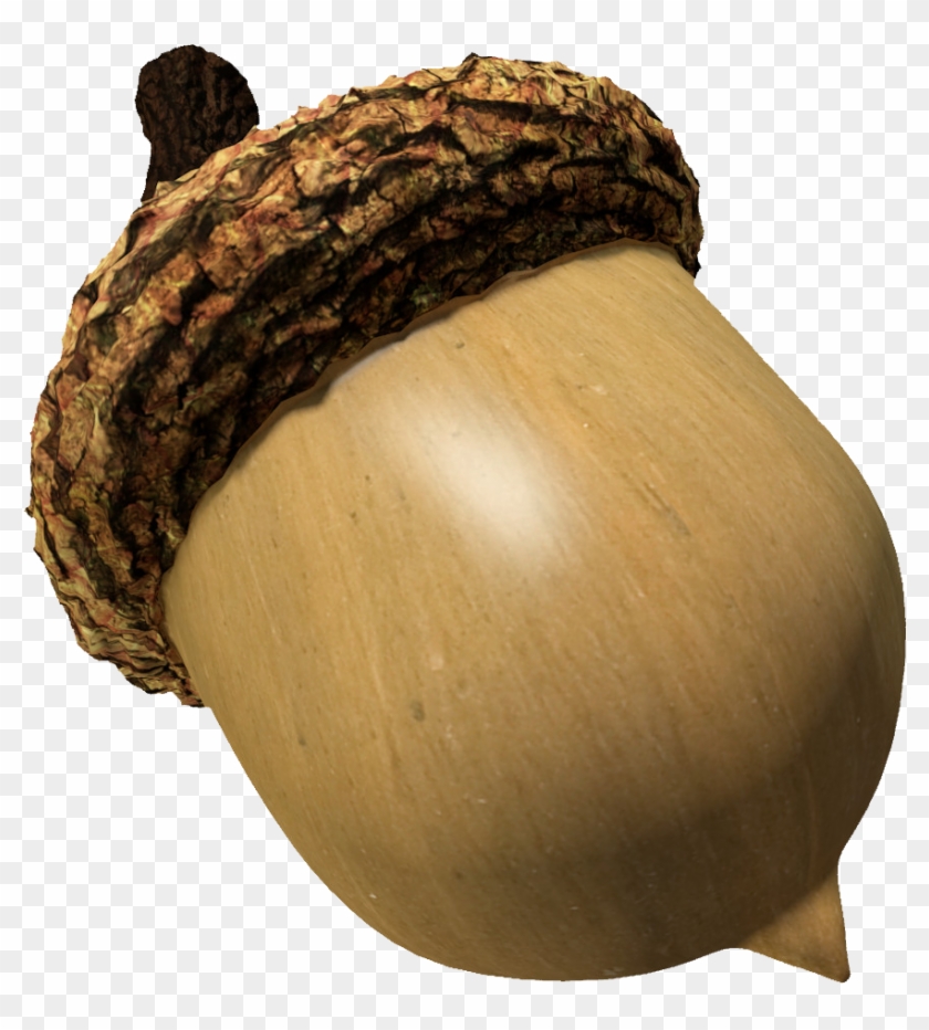 Acorn - Acorn No Background #631450