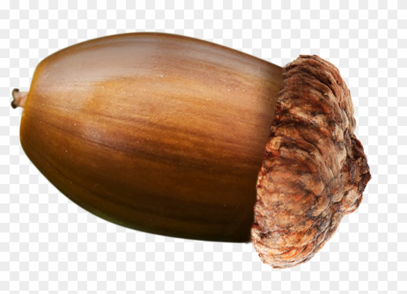 S1 - Oak #631455