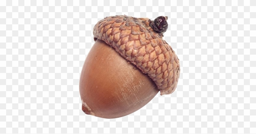 Acorn Png Image Background - Acorn Png #631524