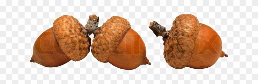 Acorn Png High-quality Image - Saving The Planet Without Costing The Earth #631526