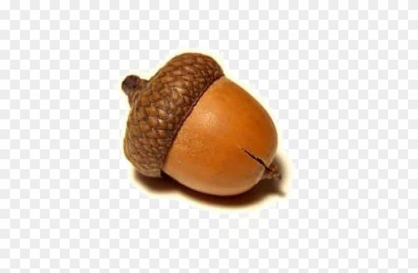 Acorn Png Pic - Найди Слова На Букву Ж #631544