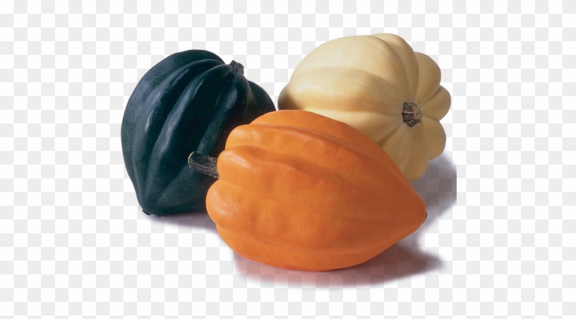 Golden Acorn Squash #631567