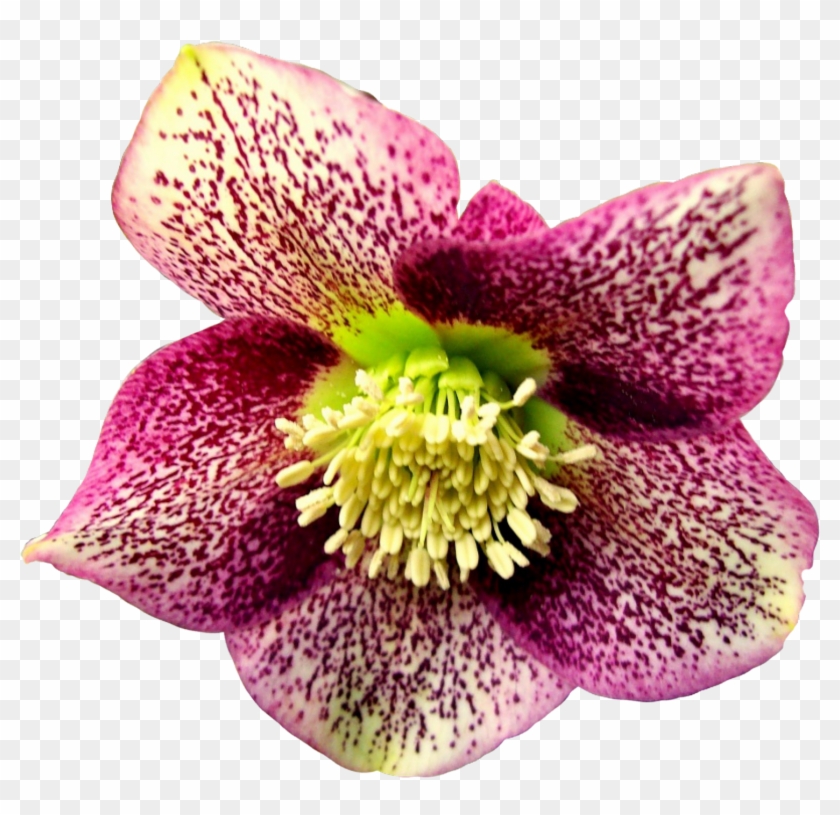 Garden Roses Flower - Garden Roses Flower #632880