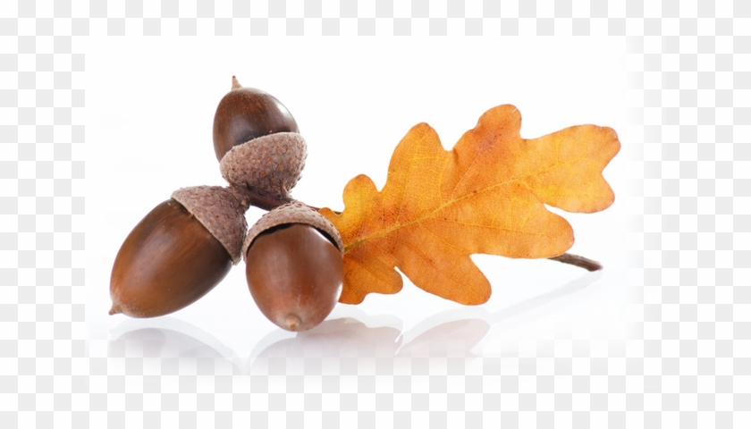 Acorns - Acorn #632861
