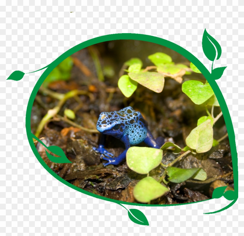 Poison Dart Frogs - Golden Poison Frog #633813