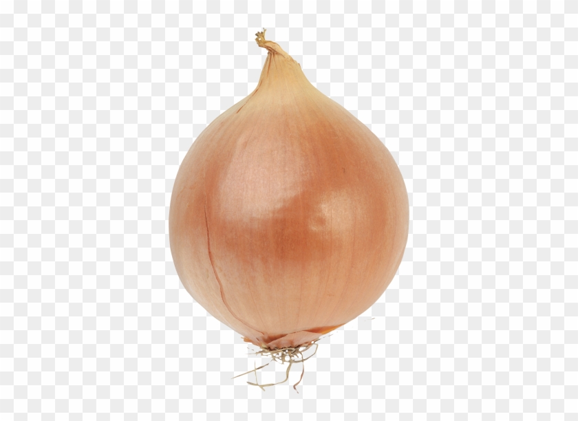Onion Clipart Transparent - Onion Transparent #633923