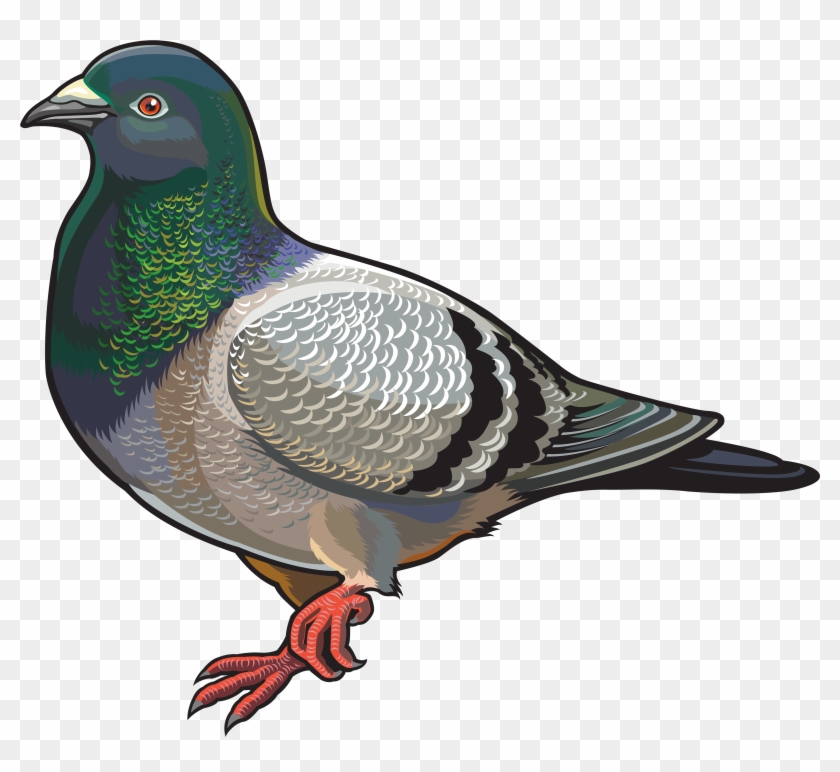 Pigeon Png Clipart - Destinationvinyl 2 X 10cm/100mm Pigeon Vinyl Sticker #115158