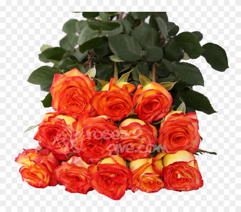 Yellow Red Bicolor Dozen - Red #634218