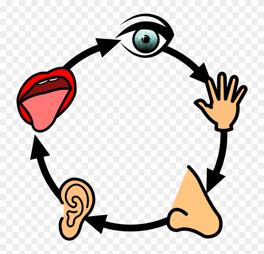 Sensory Studies - Sensory Studies #637720
