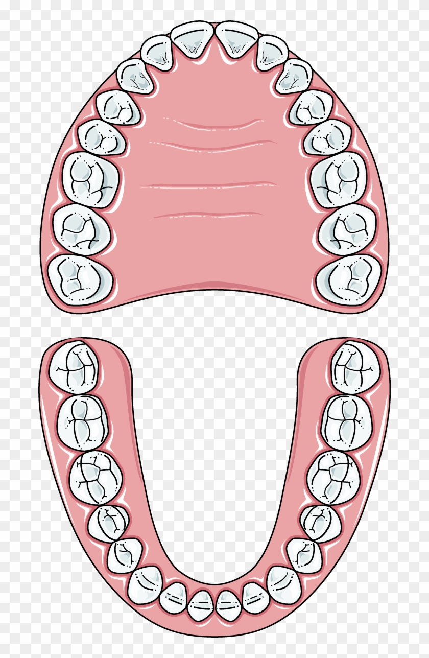 Adult Teeth - Adult Teeth #641047