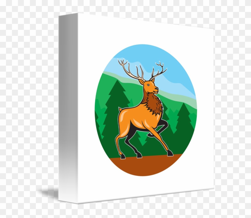 Elk #642989