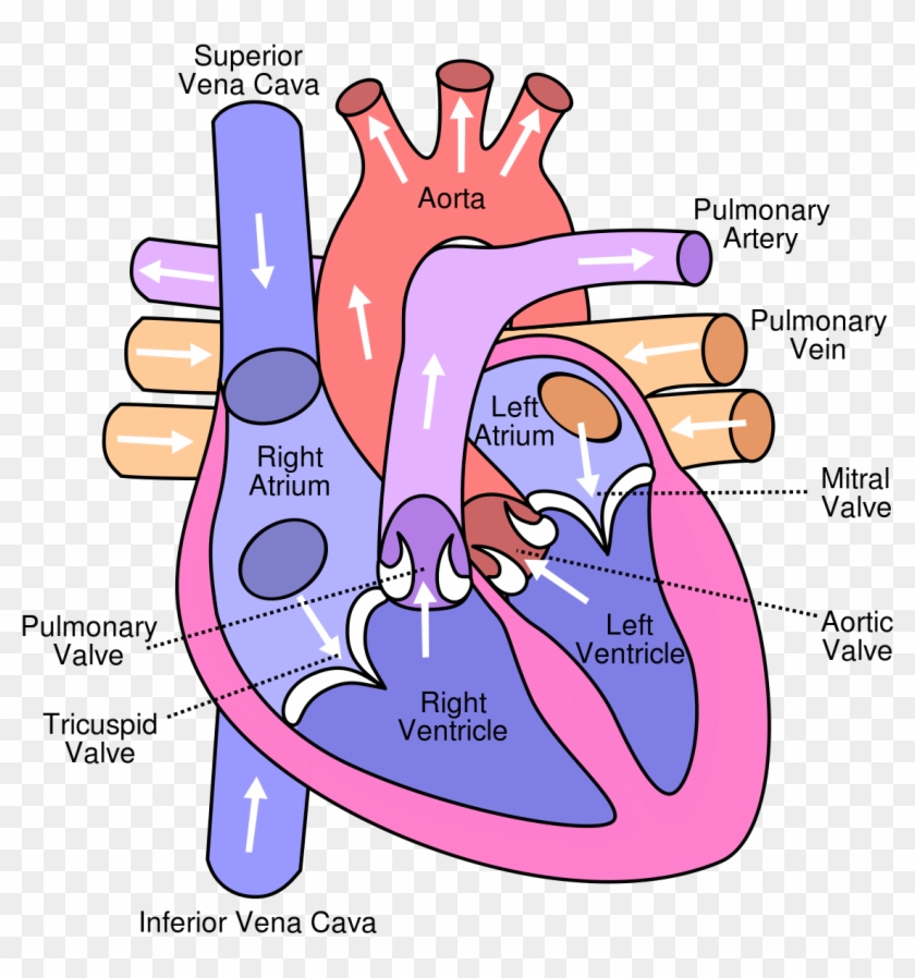 Gallery Of Best Collection Inferior Vena Cava Function - Trace A Drop Of Blood Through The Heart #643072