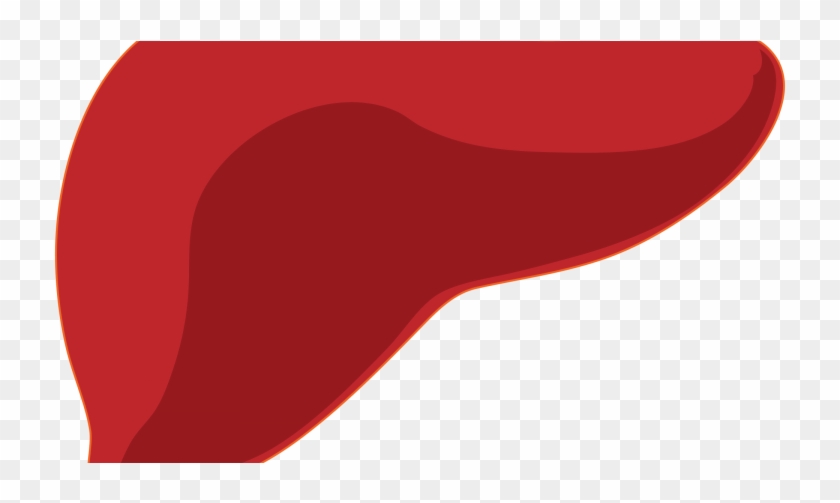 Liver #645530