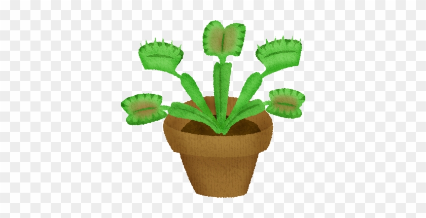 Venus Flytrap - Dionaea Muscipula #645628