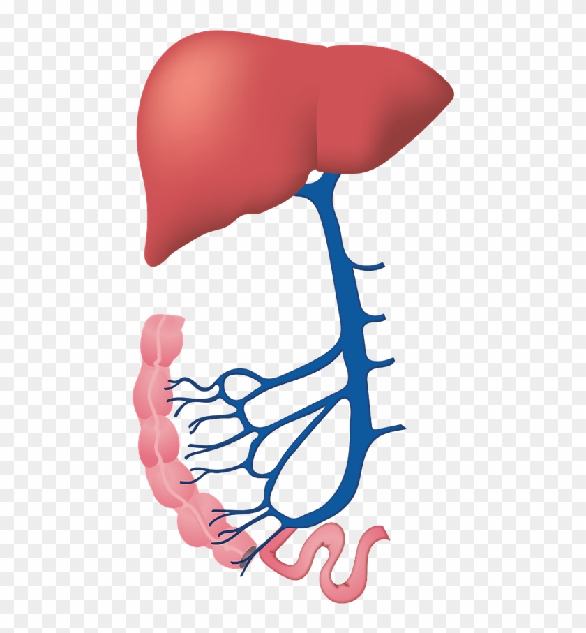 Can Kratom Damage The Liver - ตับ Png #645697