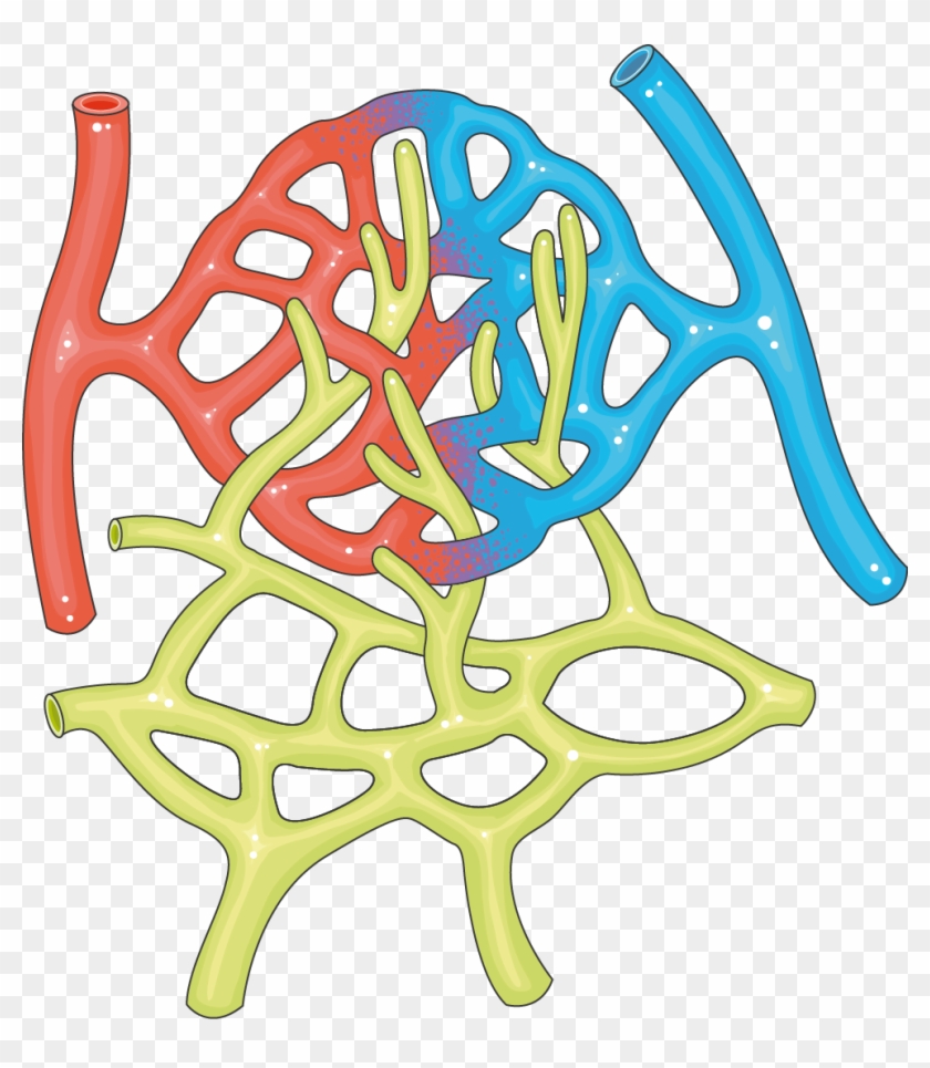 Capillaries - Capillary #646985