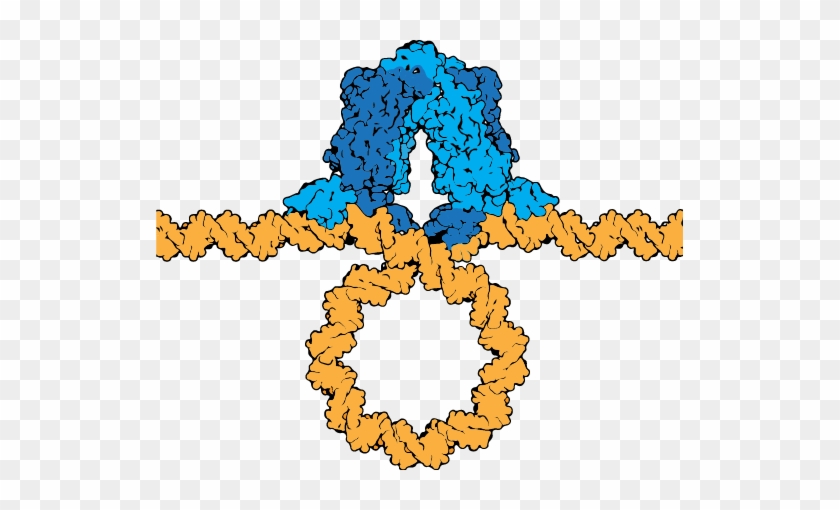 The Lac Repressor Tetramer Depicted Binding Two Operators - The Lac Repressor Tetramer Depicted Binding Two Operators #650799