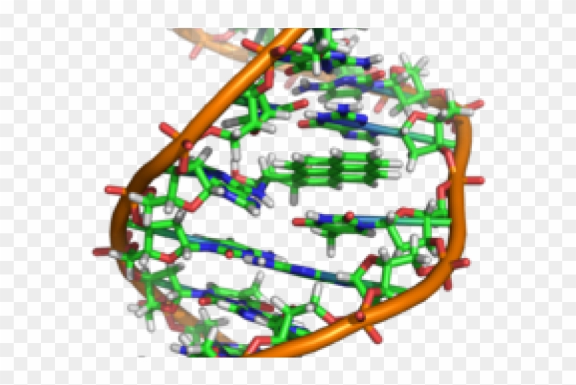 Dna Structure Clipart Wikipedia - Spider Dna Structure #650803