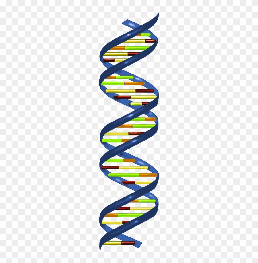 In Most Organisms, The Primary Genetic Material Is - Dna Nucleotide #650843