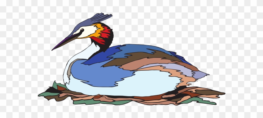 Grebes #652091