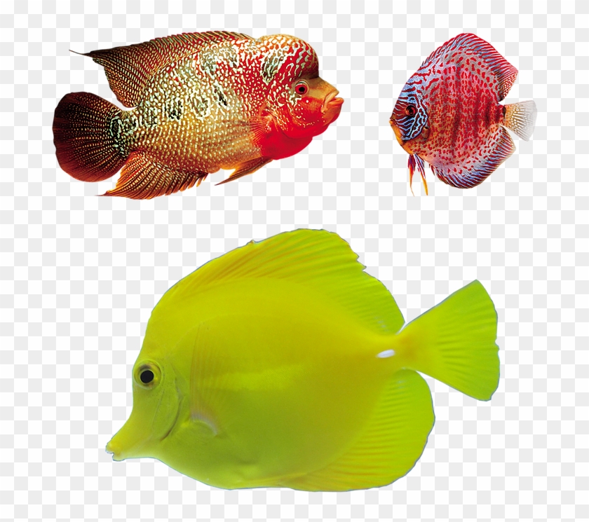 Peces De Marpng #656143