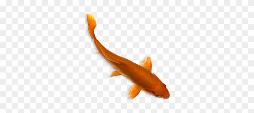 Fishes Png Top View #656174