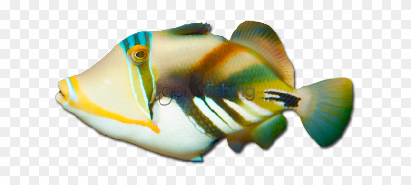 Hawaiian Triggerfish - Hawaiian Triggerfish #656183