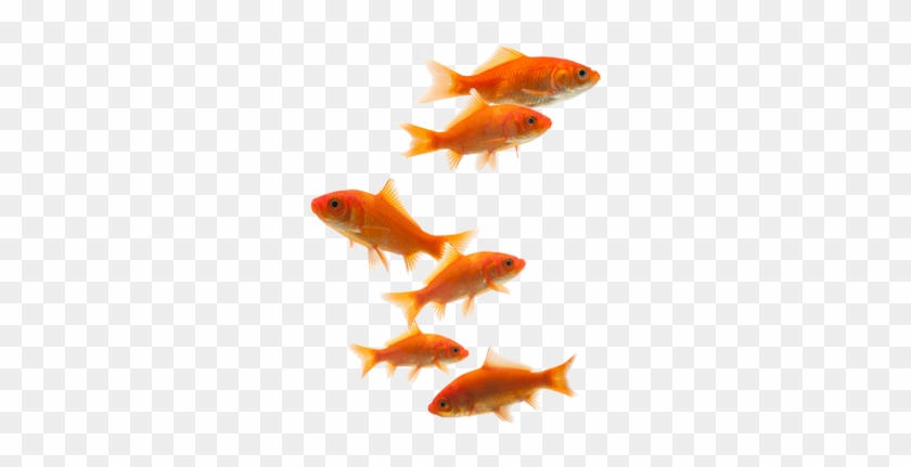 Come To Me Little Fish - Petsworth #656187
