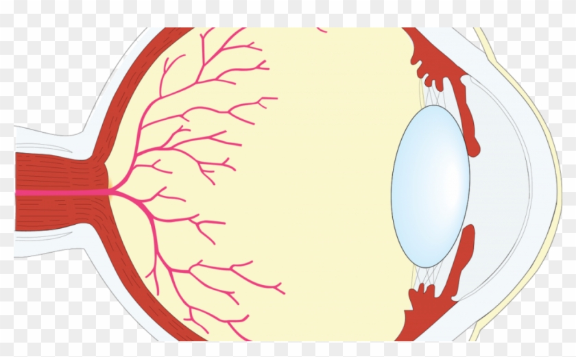 The Human Eye - Illustration #656725