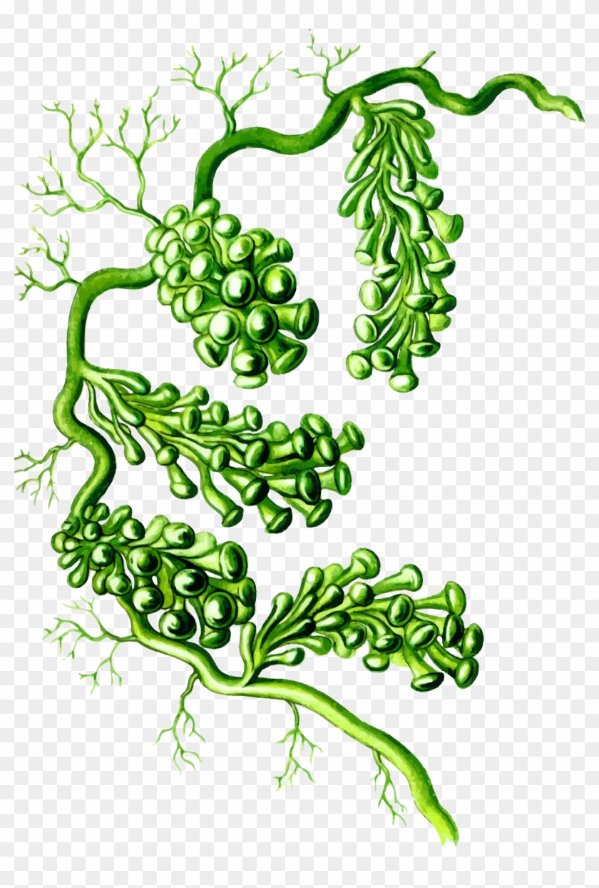Big Image - Caulerpa Racemosa #656886