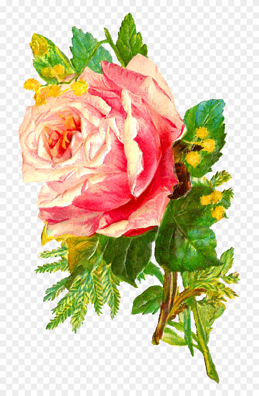 The Second Digital Flower Image Is Of A Bunch Of Pink - Antique Rose Flower #657997