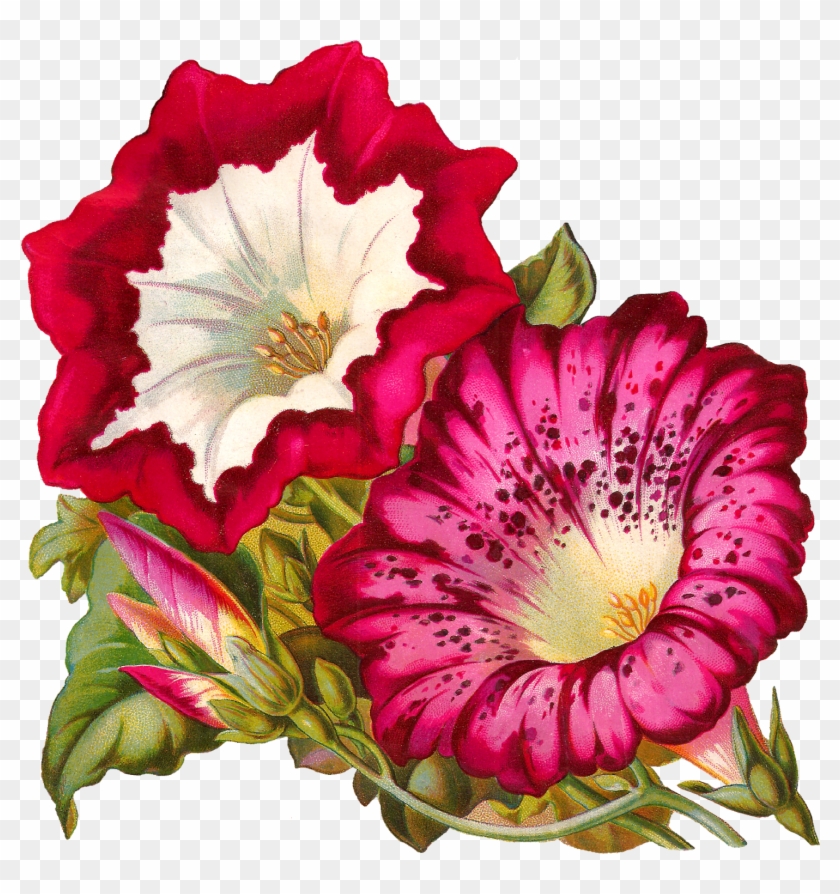 This Digital Flower Image Would Look So Wonderful Decorating - Vintage Japanese Morning Glories Mugs #658032