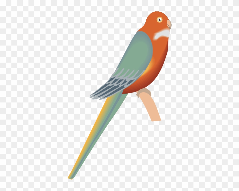 Bird #659808