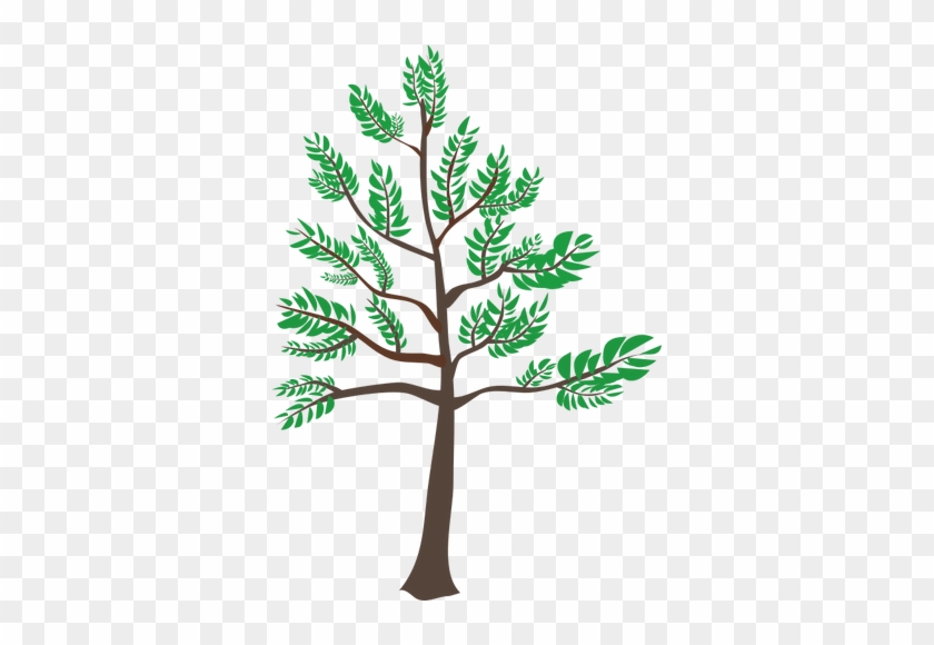 Young Cedar Tree Illustration Public Domain Vectors - Young Tree Clipart #660514
