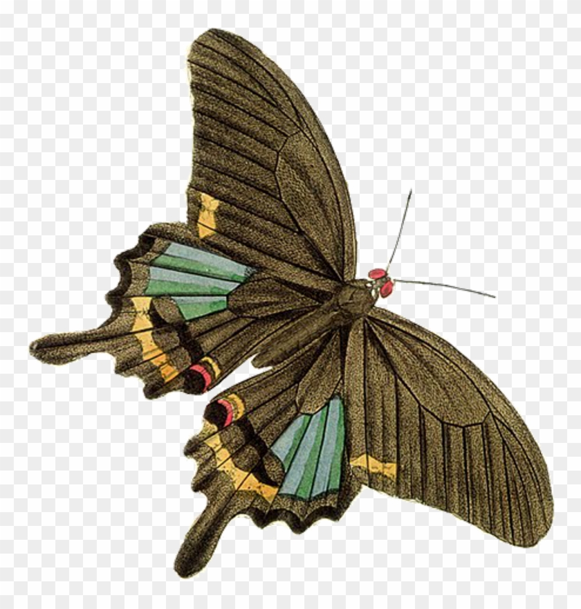 Подарки И Идеи - Vintage Illustration Insects Png #663022