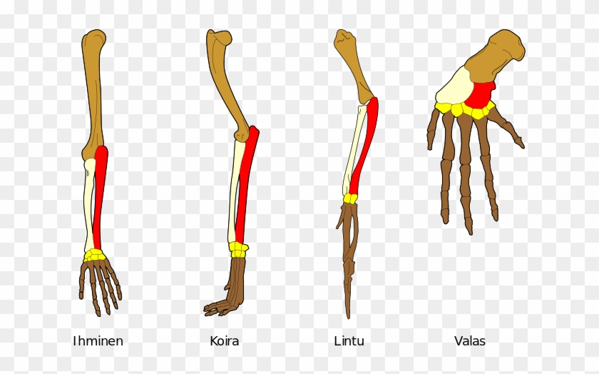 Homology Vertebrates - Homologous Structure Analogous Structures #664456