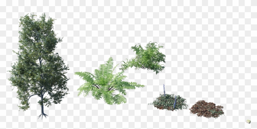 Using Examples That Include Procedural Stones, Nested - Ground Cover Plant Png #664509