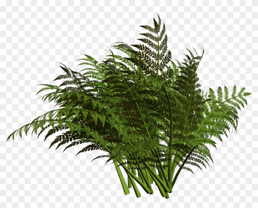 Forest Drawing Pictures Download - Portable Network Graphics #664610