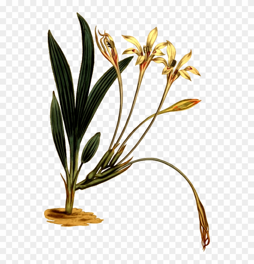 By Firkin - Ceratostylis #665636