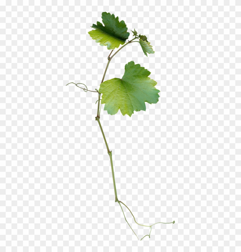 Grape #669418