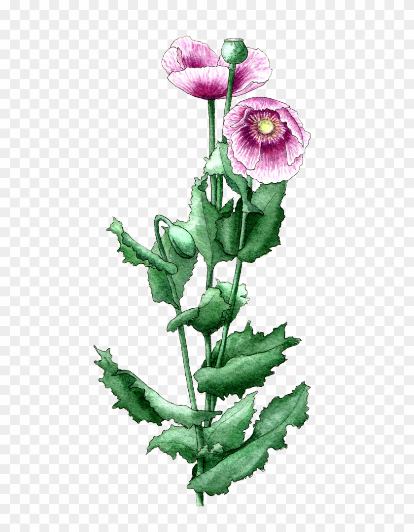Breadseed Poppy - Poppy #669429