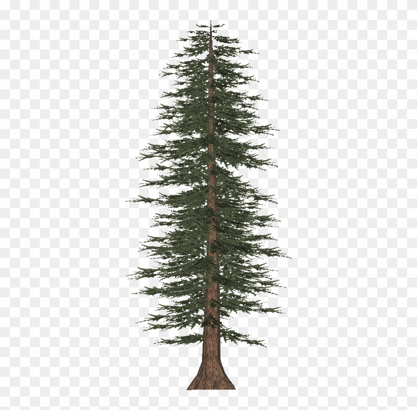 Pine Trees Vector Art Stock Graphics - White Pine #670277