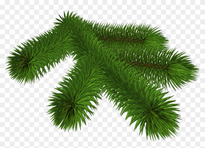 Fir Tree Branch Silhouette Download - Christmas Day #670310