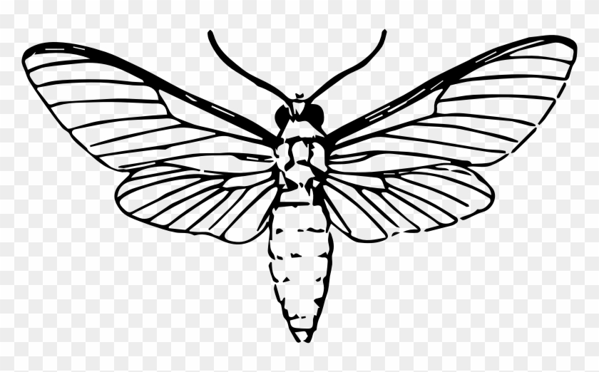 Medium Image - Moth Black And White #670731