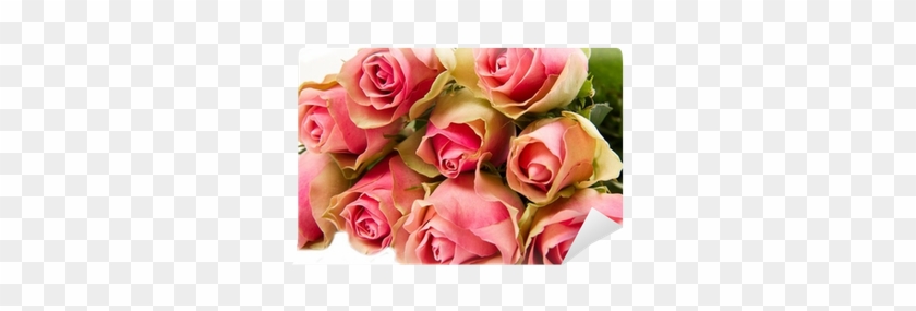 Rose #671310