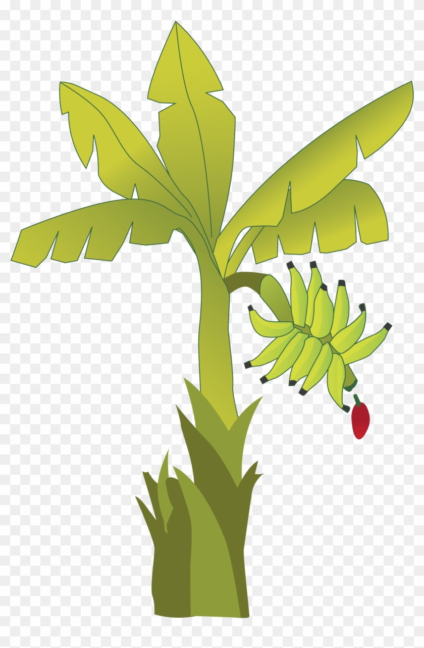 Planta De Banano - Plantain #671645
