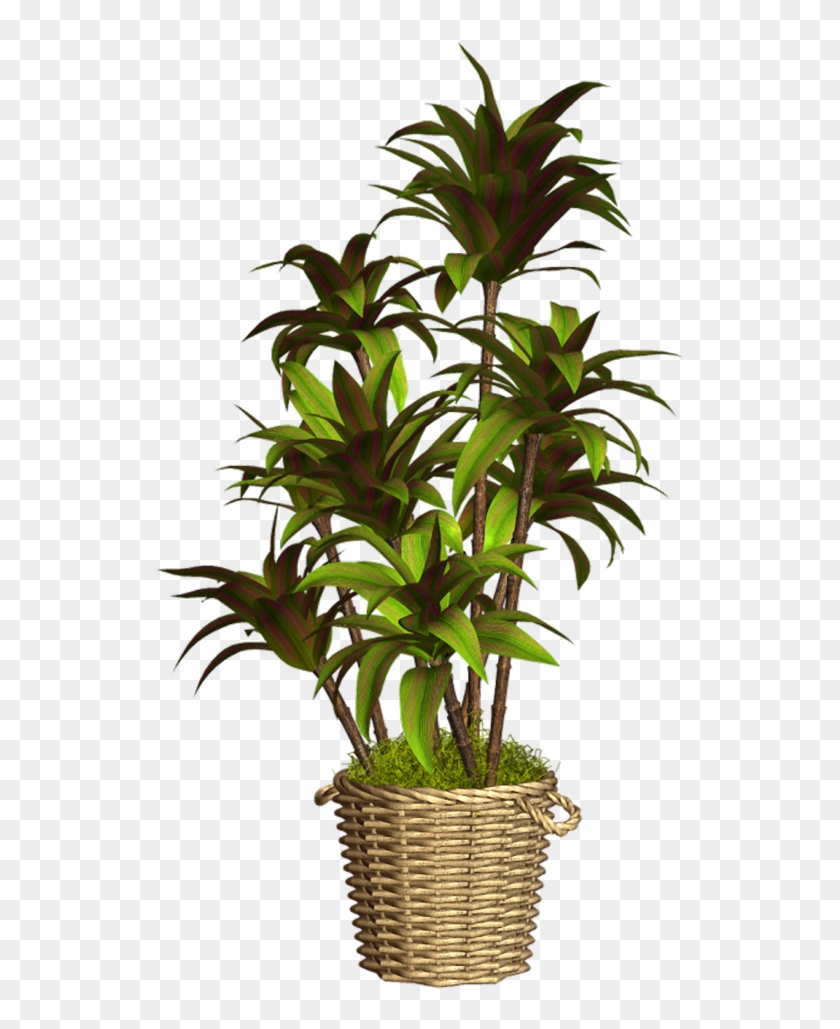 Maceteros Con Flores Png #671664